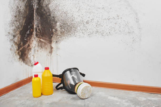 Best Industrial Mold Remediation in Richland, GA