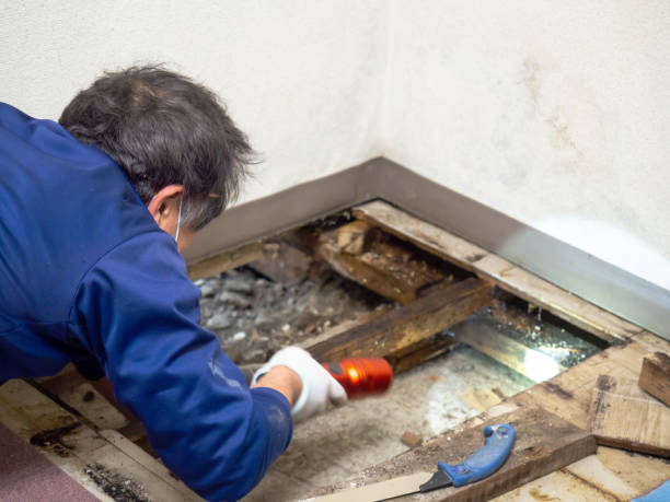 Best Residential Mold Remediation in Richland, GA