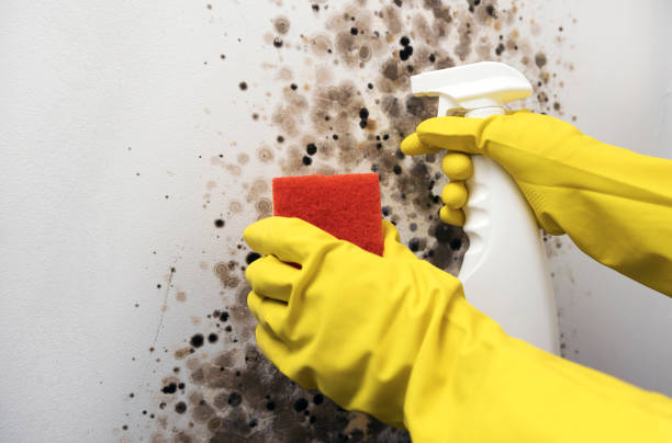 Best Crawl Space Mold Remediation in Richland, GA