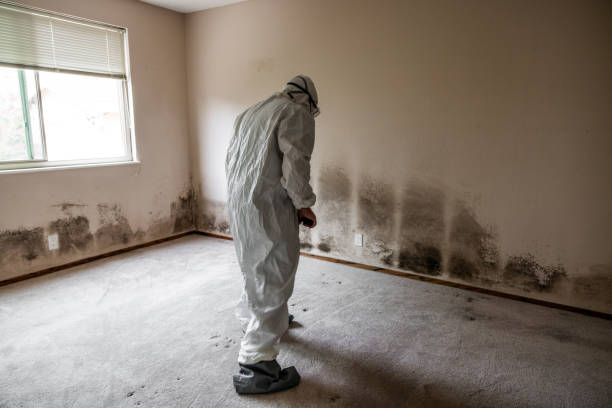 Best Health and Safety Mold Remediation in Richland, GA