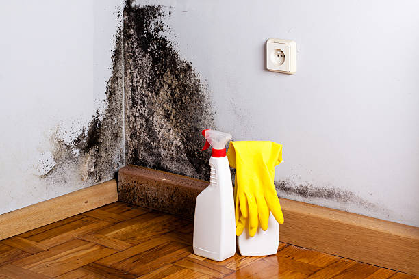 Best Basement Mold Remediation in Richland, GA