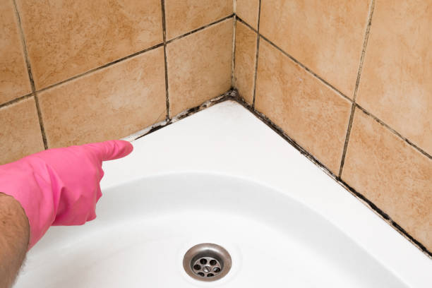 Reliable Richland, GA Mold Remediation Solutions